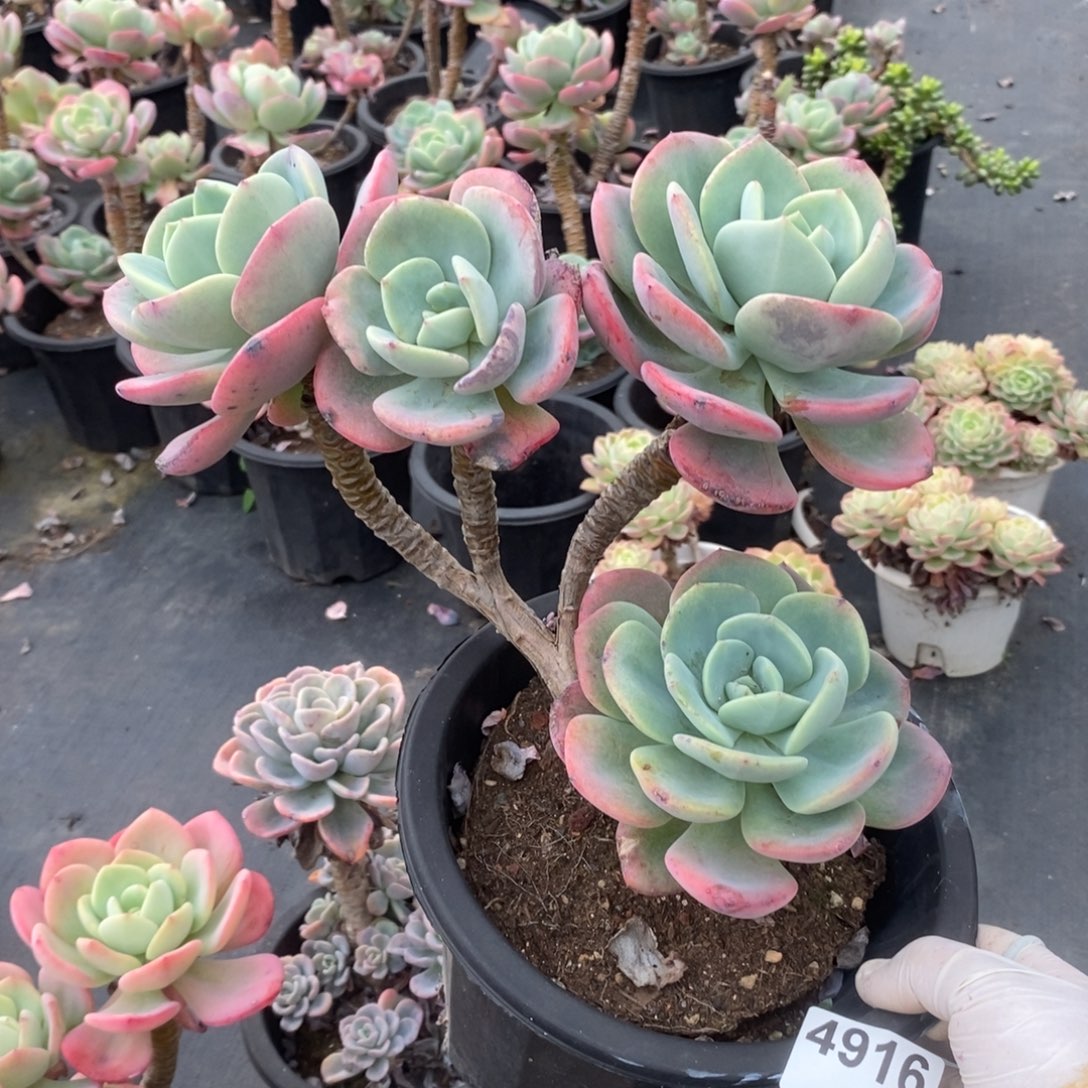 【***】4916白月光一物一拍