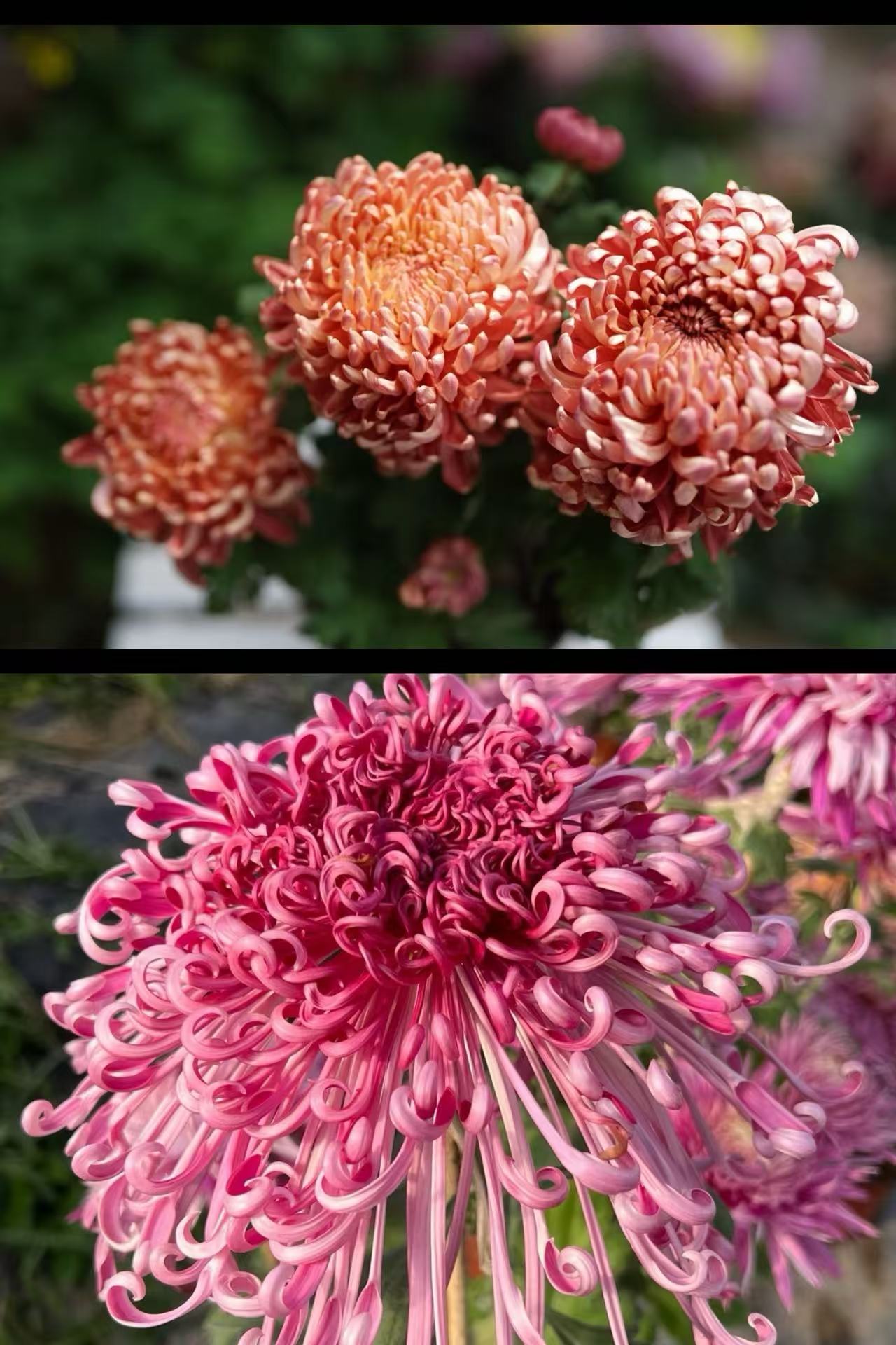 九月菊 花后根《红国华➕盘龙醉锦》想留品种的再拍 不售后