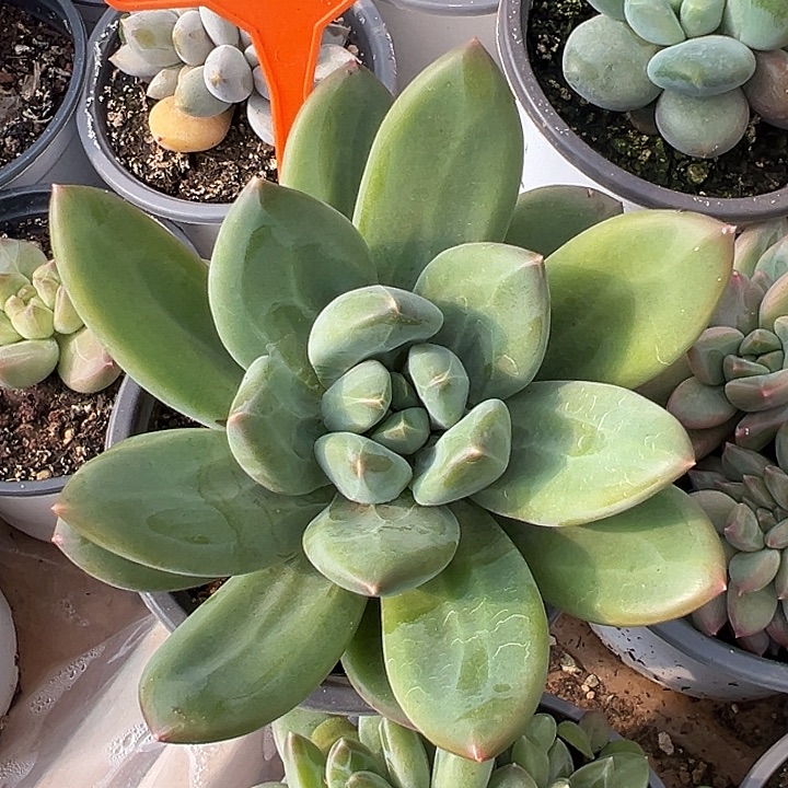 海洋之歌一物一拍495