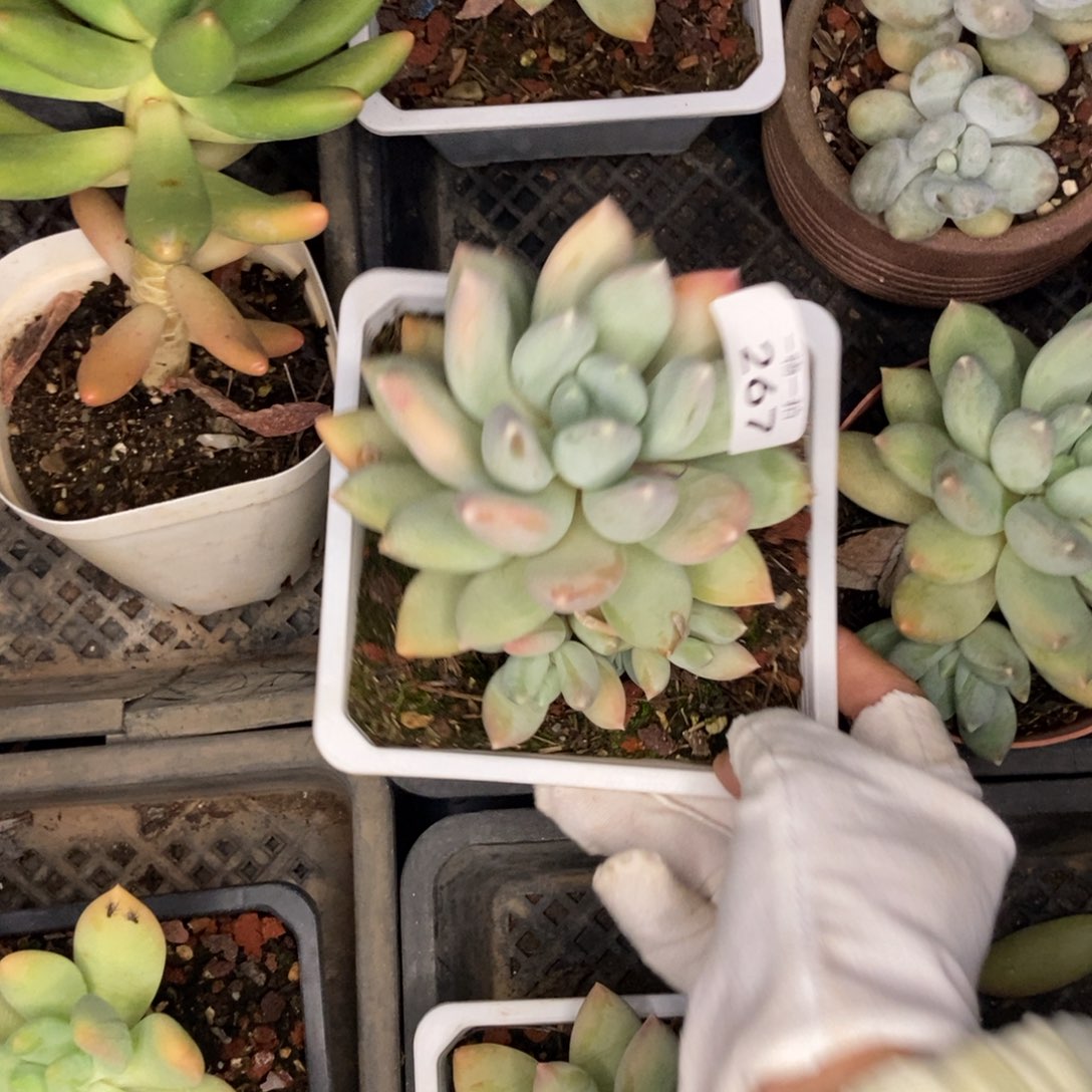 三色美人 一物一拍267