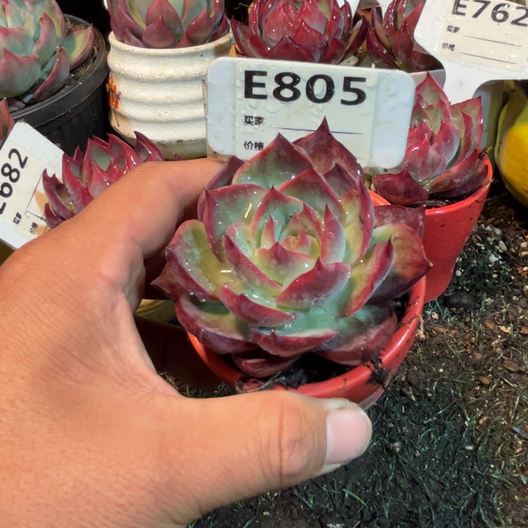 惊鸿一瞥805号多肉