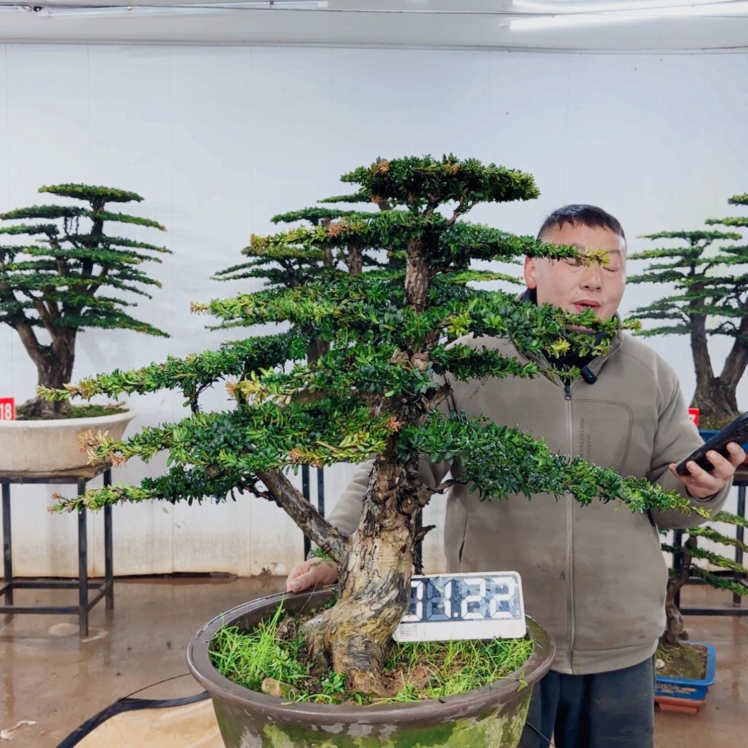 无花朵盆景园林……