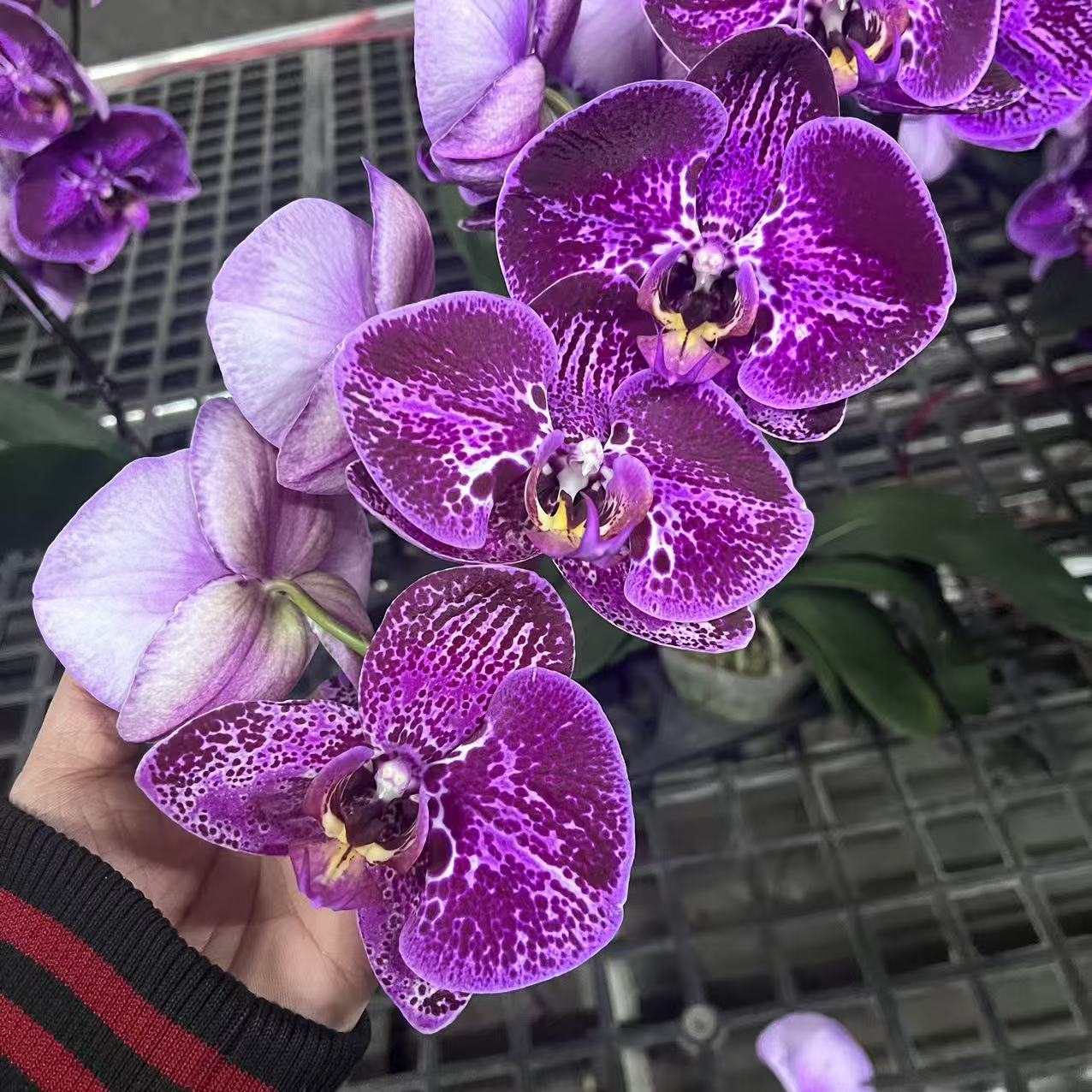 蝴蝶兰【潮流】大花垂感带花 室内花花  广州花卉源头基地