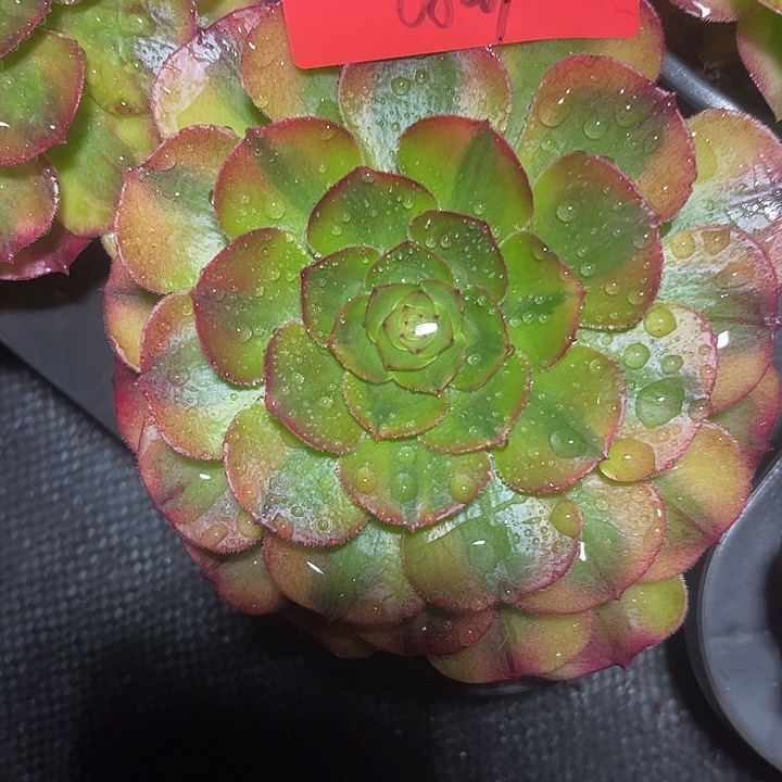 万7彩多肉植物保护0809