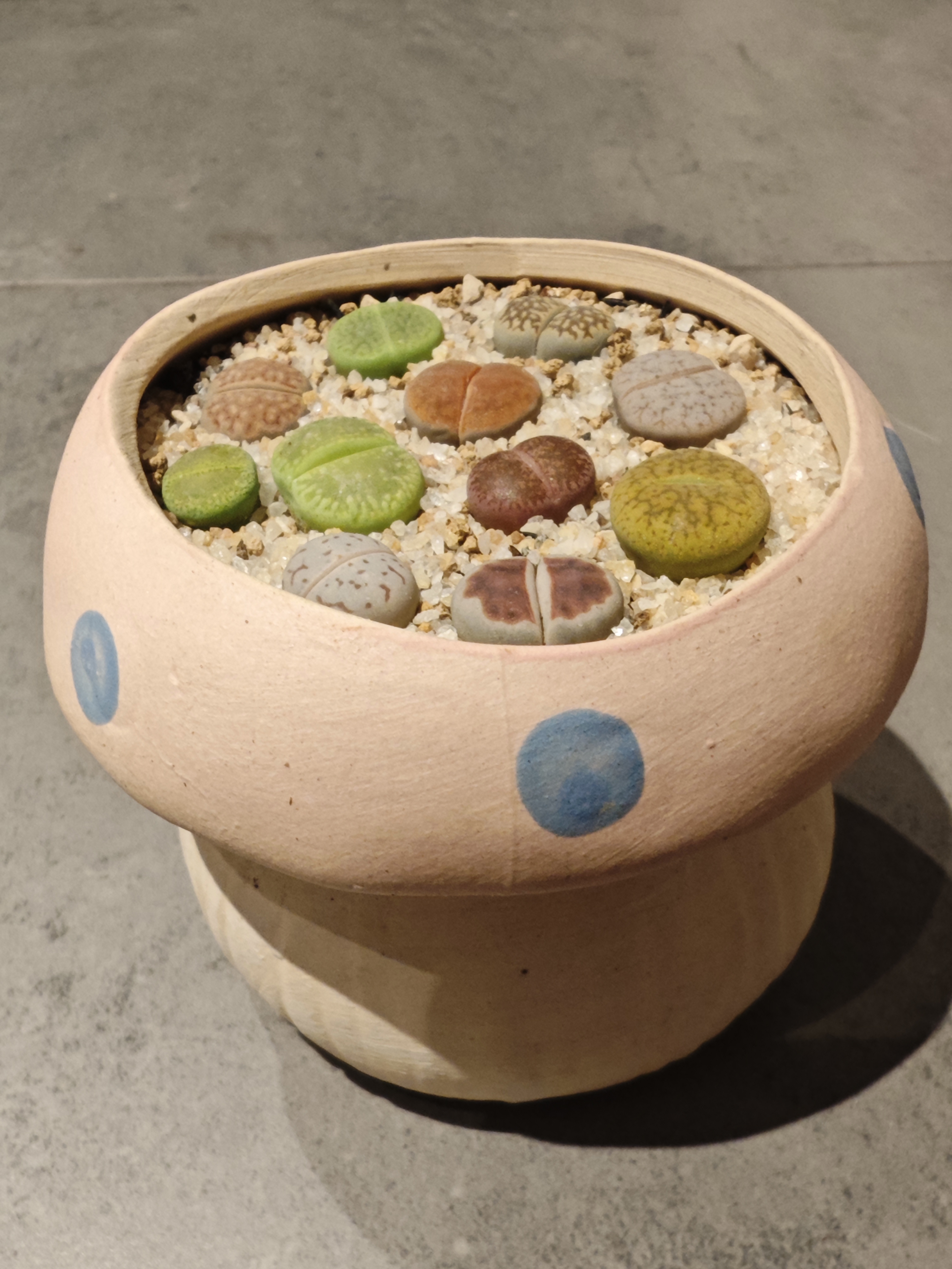 蓝瘦香菇-混色彩拼生石花新手好养套餐