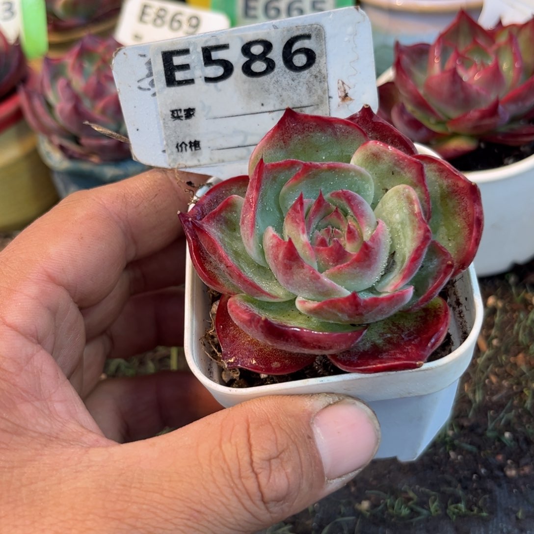 惊鸿一瞥586号多肉