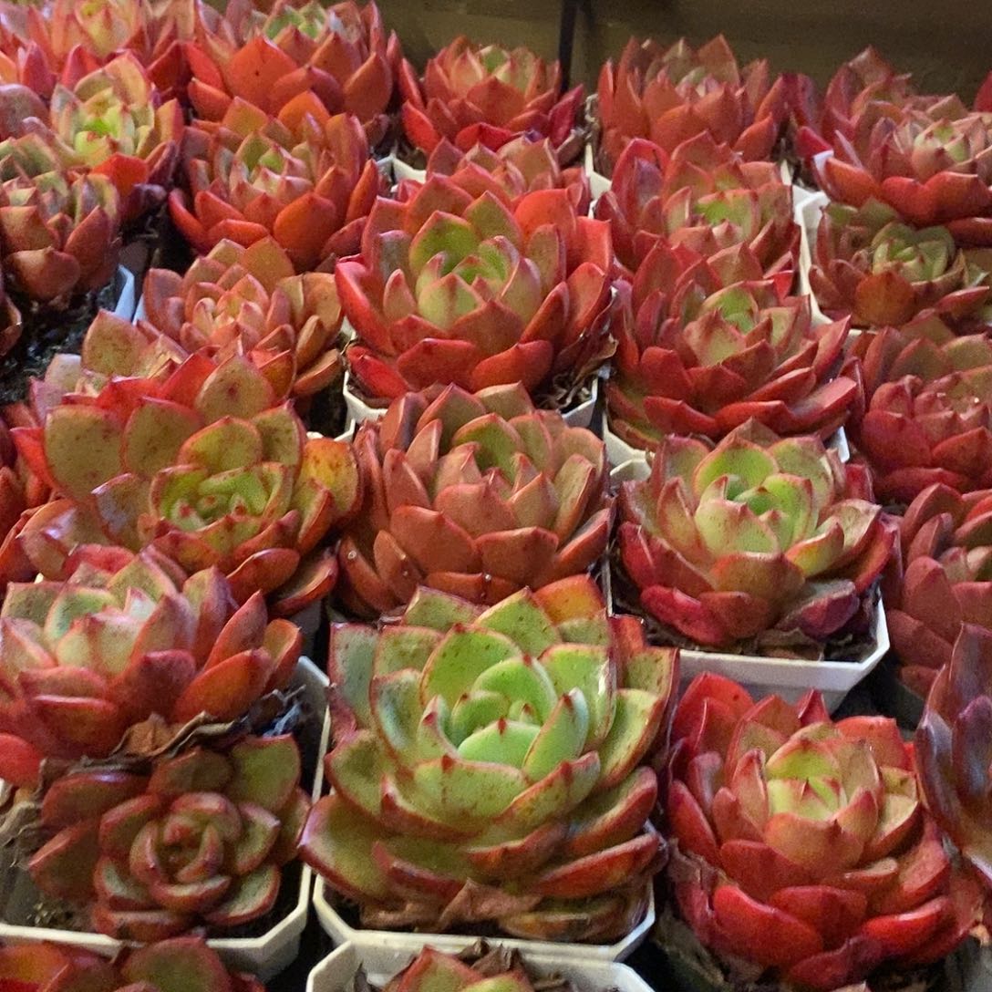 153 红伴财 福利多多