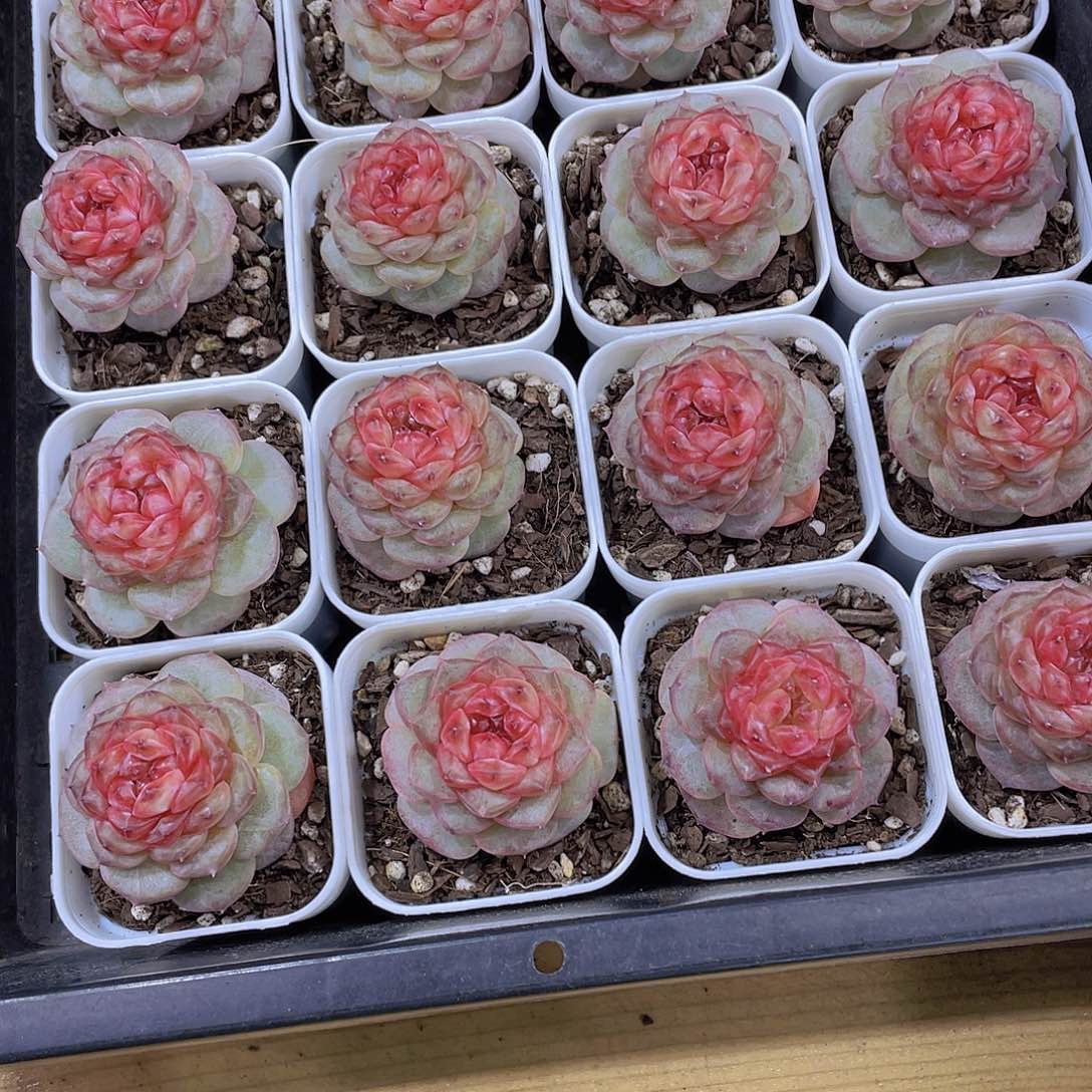 592号 焦糖云朵珍妮单头一个