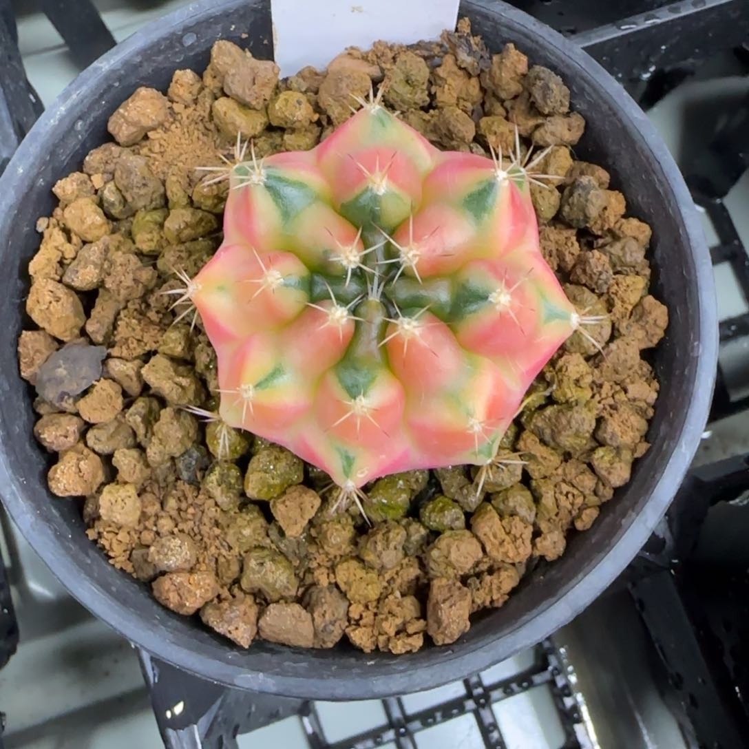 169-0212黄石脱土发多肉