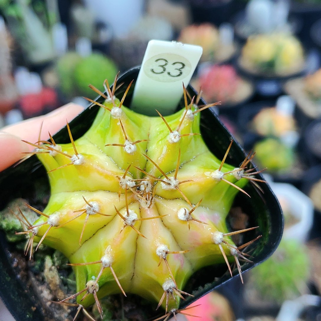 非偏远地区满25包邮发货仙人球