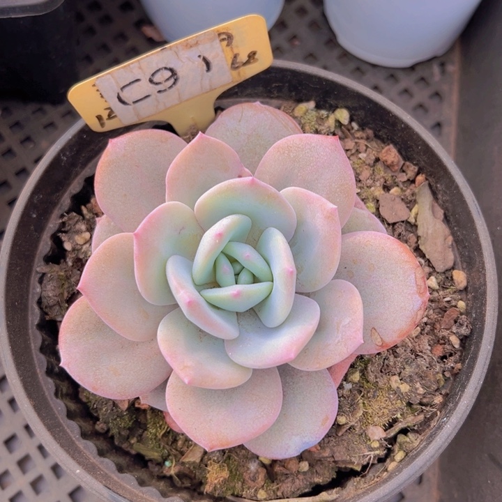 健健康康平平安安