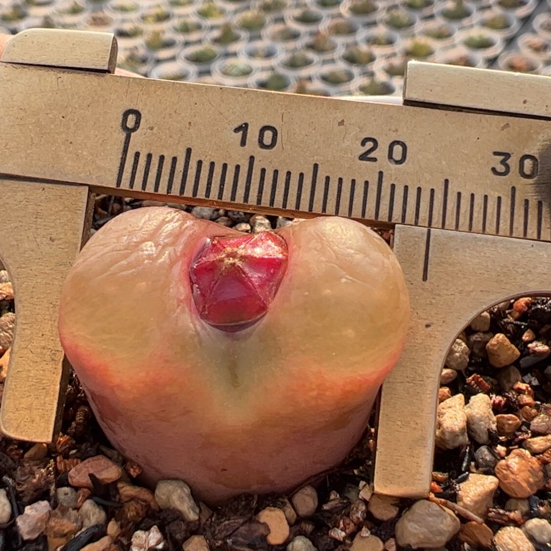 多肉植物百科254