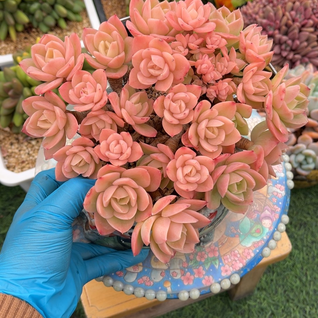 星那塔缀一物一拍