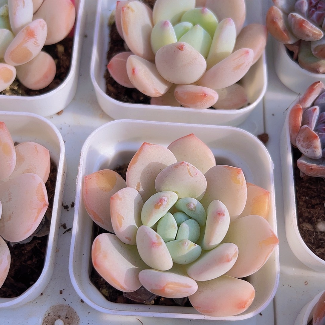 果冻冷香19包邮多肉