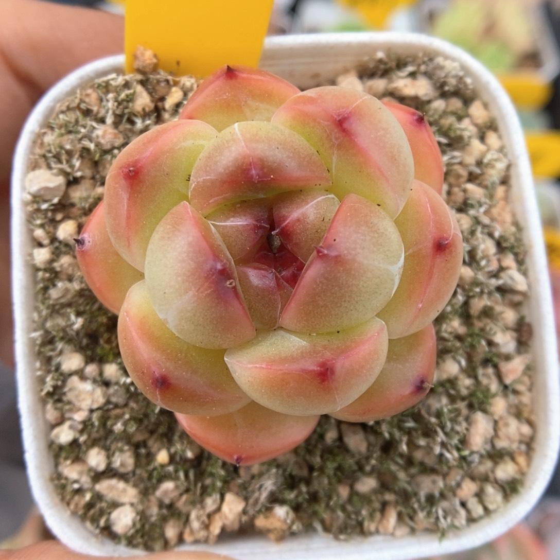 油透珍妮可拍769号