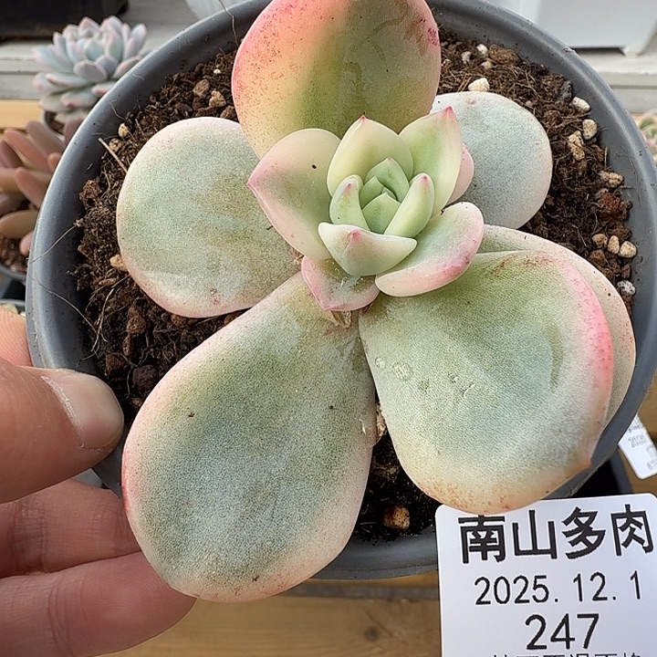 小***吖伊丽莎白底座111121-247