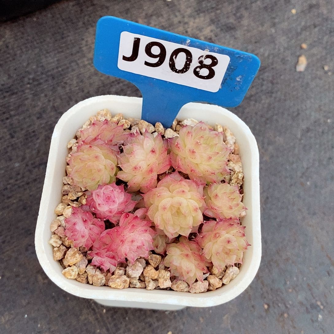 梵*麦秆7-8cm不包整群