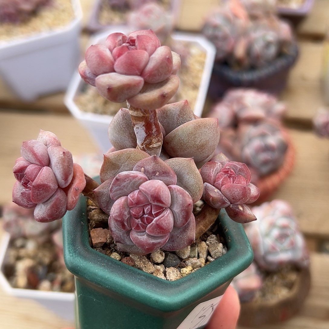 5头紧凑小树小包脸