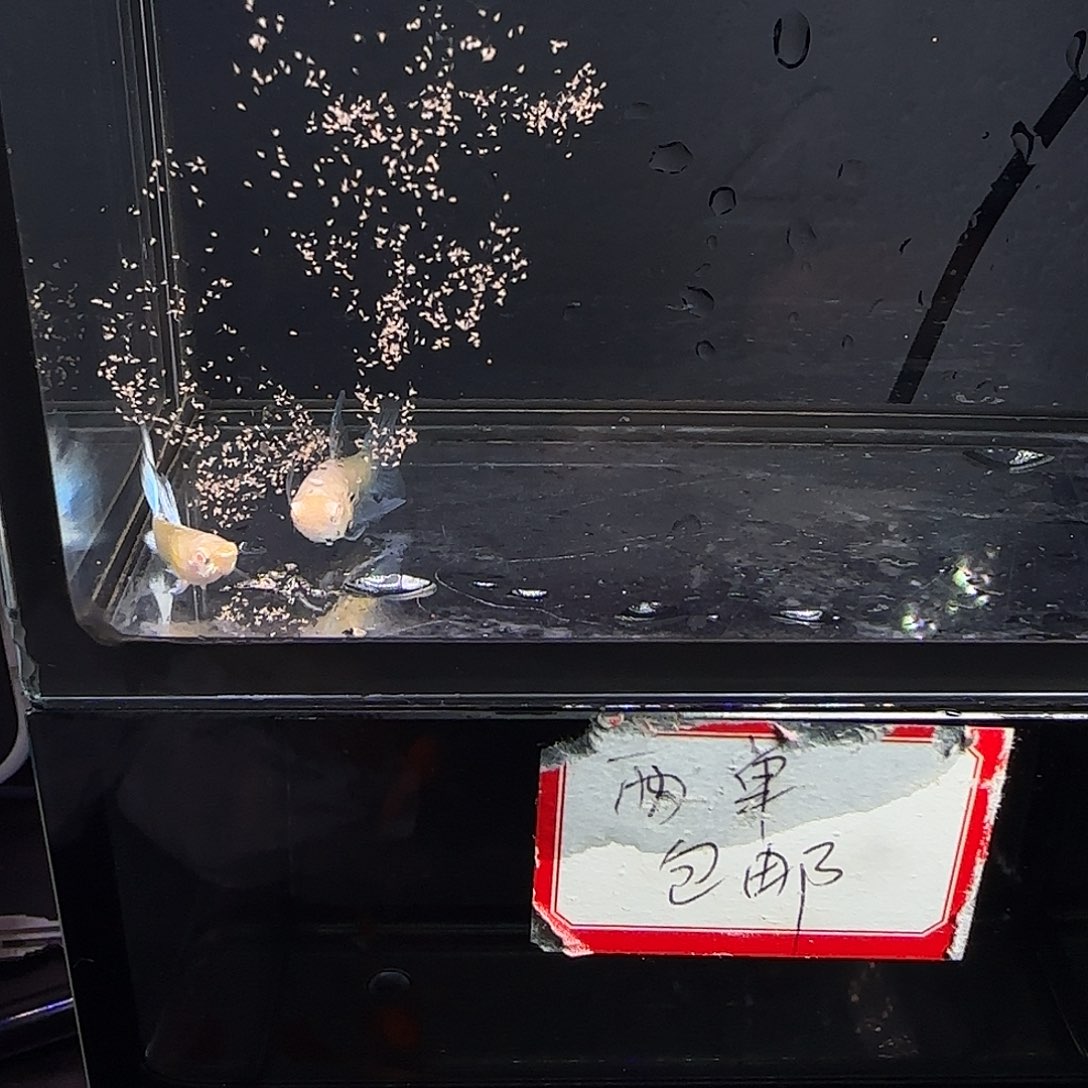 孔雀鱼蓝白大c一对