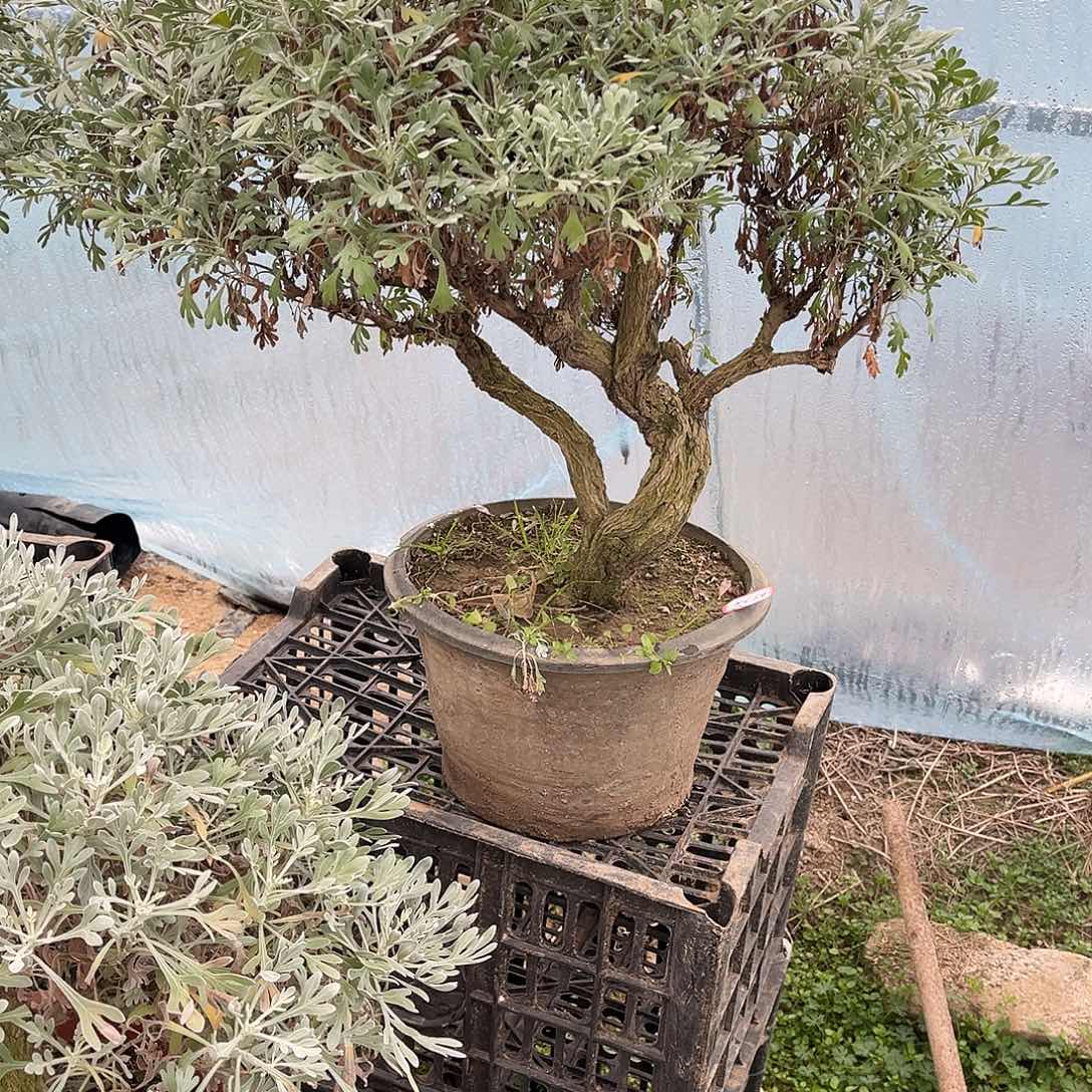 人***途完全开放芙蓉菊盆