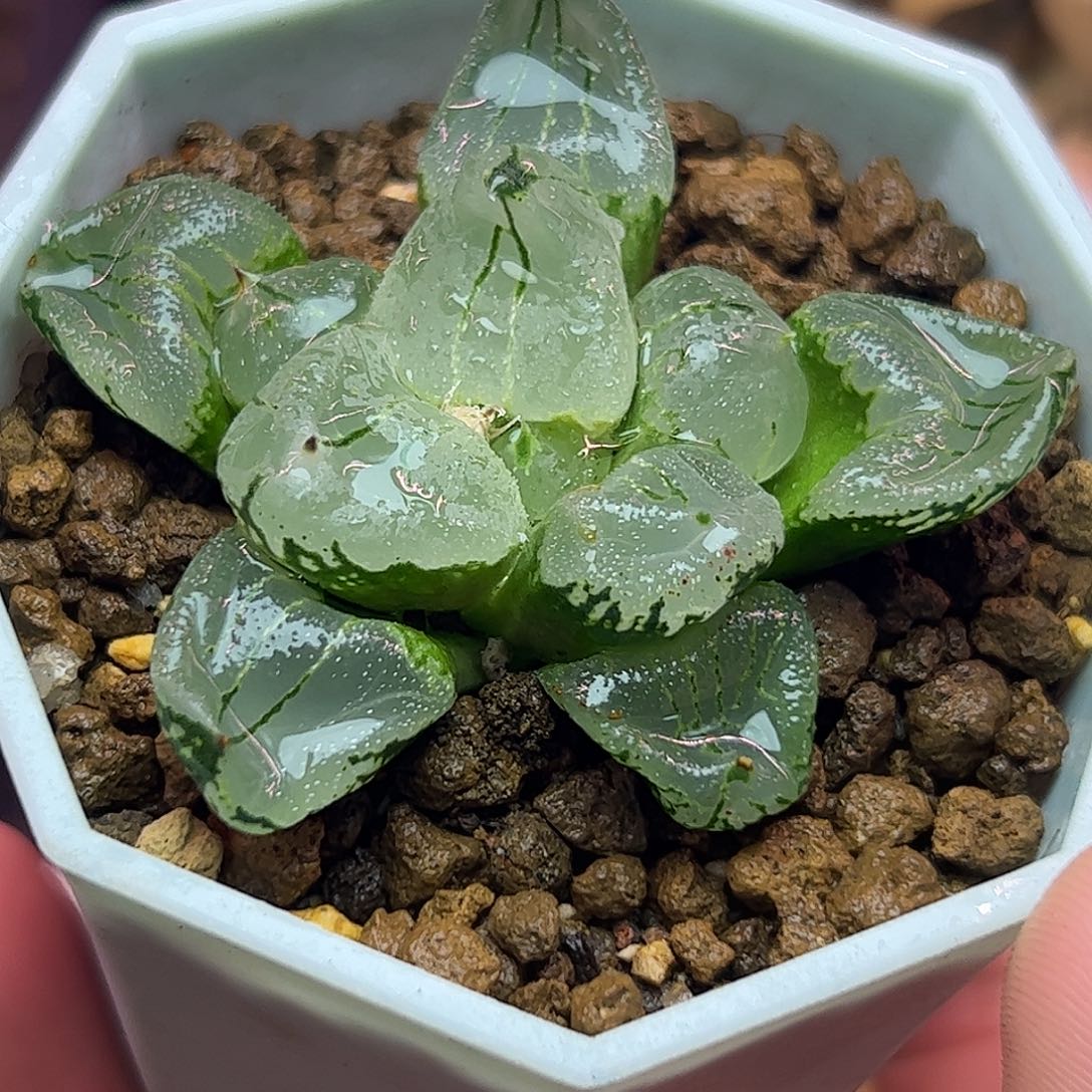 虞美人六公分十二卷多肉