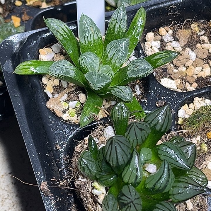 368爱心寿+西瓜寿脱土发货