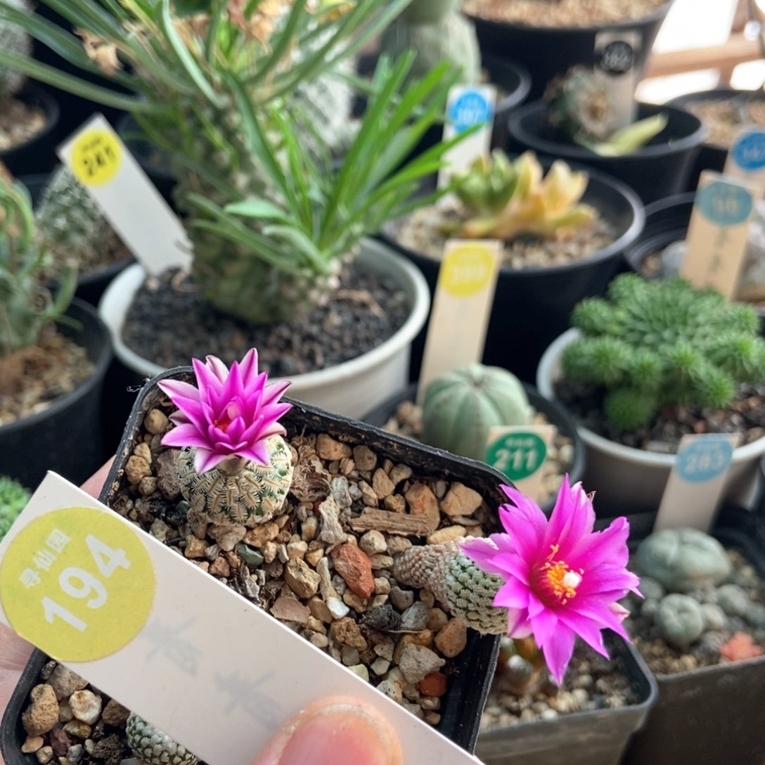 实生浓赤花精巧殿两颗仙人球