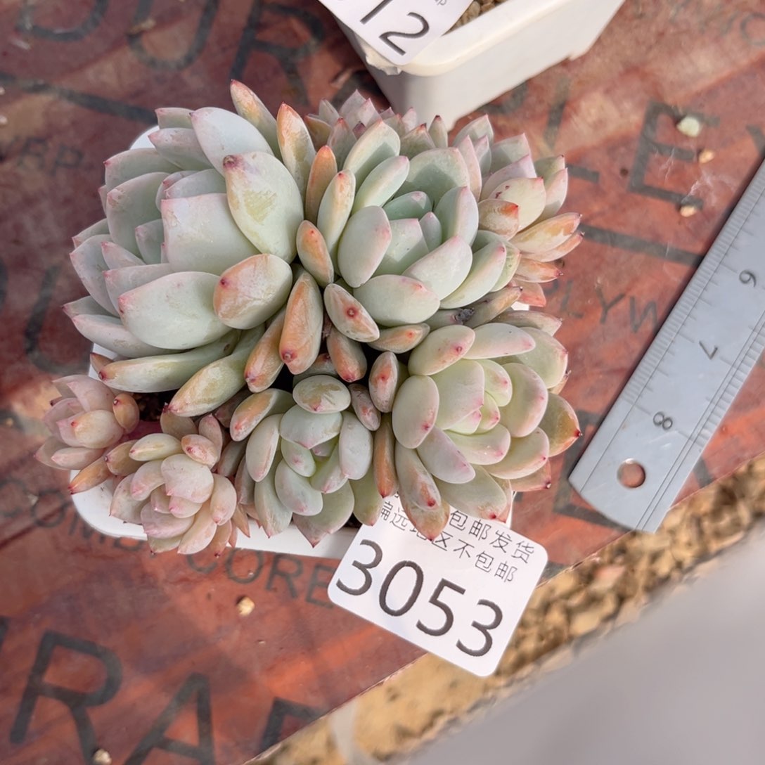 大3053/、x b ch v b b n