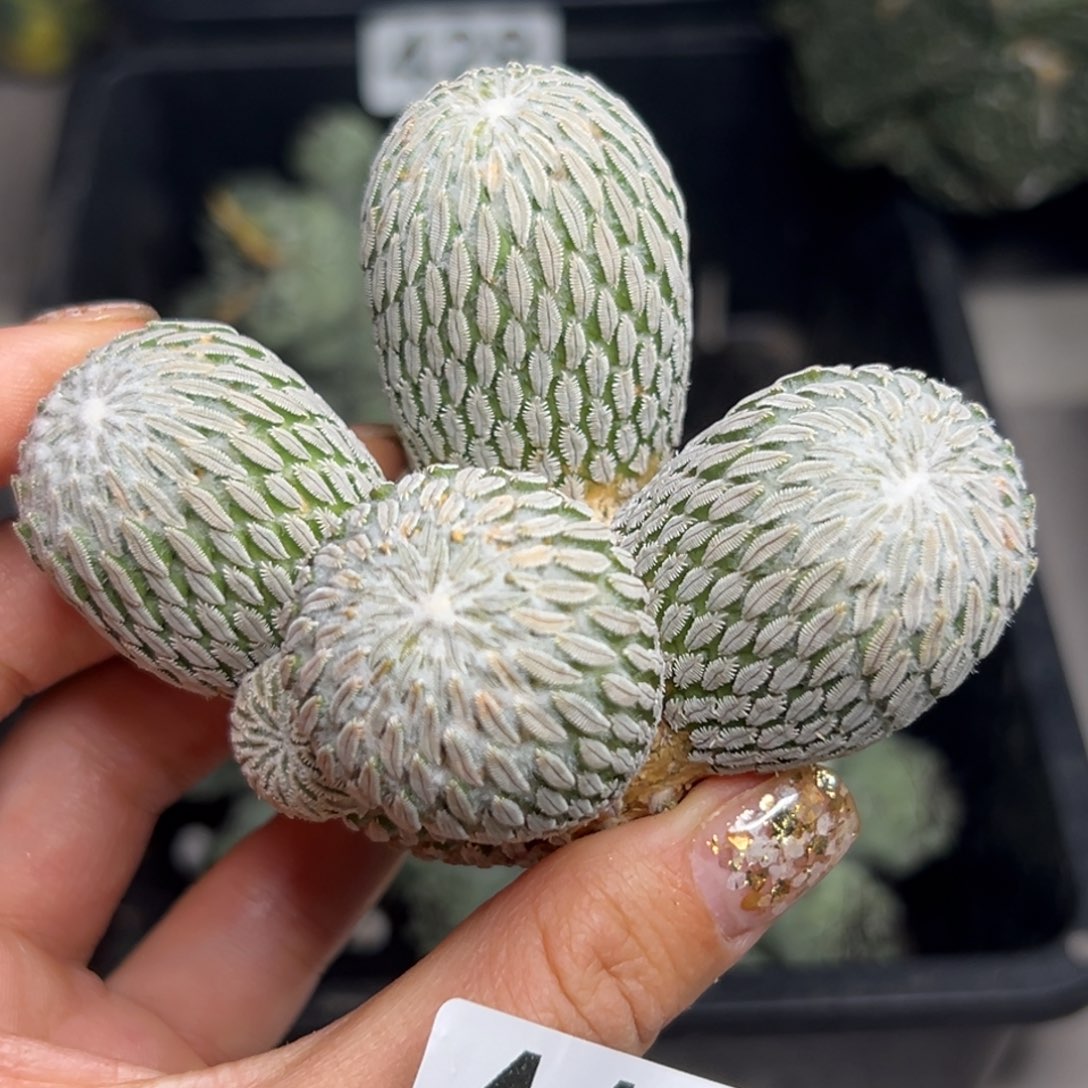 447 有根 仙人球的世界里