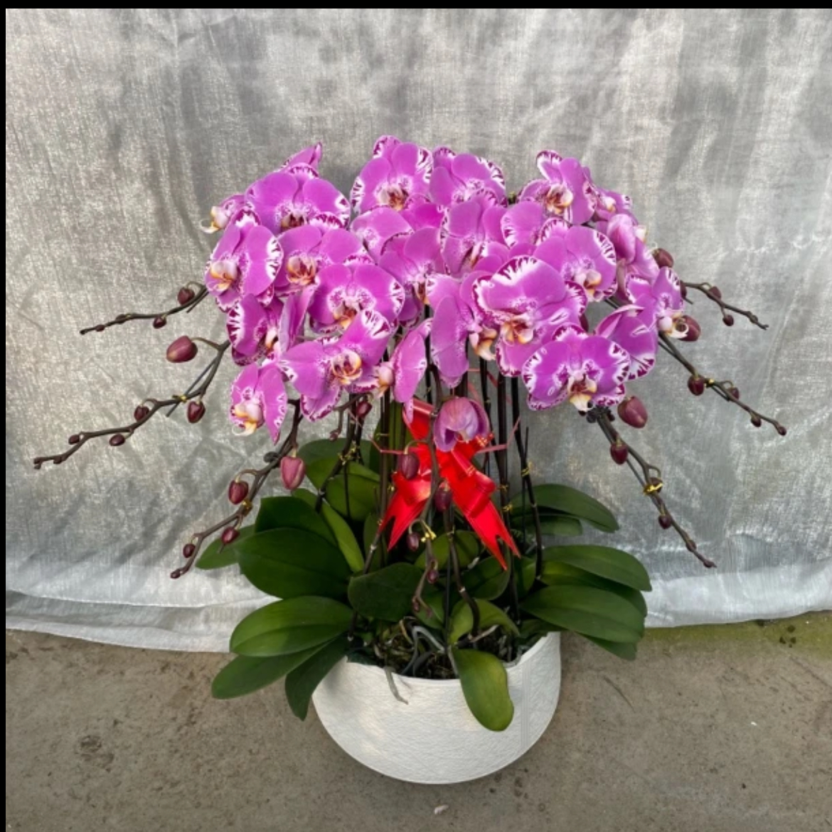 （藏宝图）年宵花蝴蝶兰组盆送礼客厅茶室美化装饰