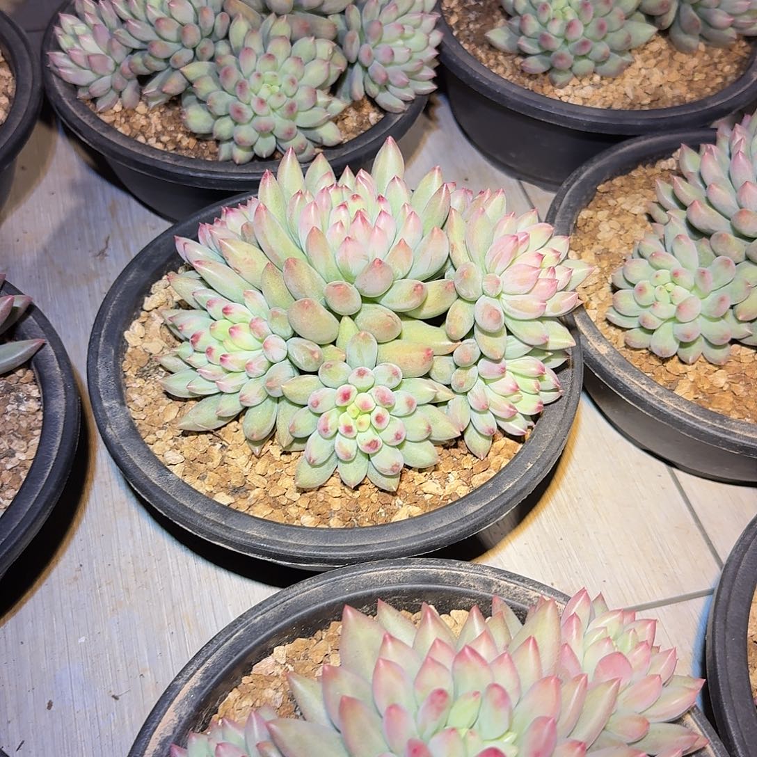 岩渍整无砍群生多肉