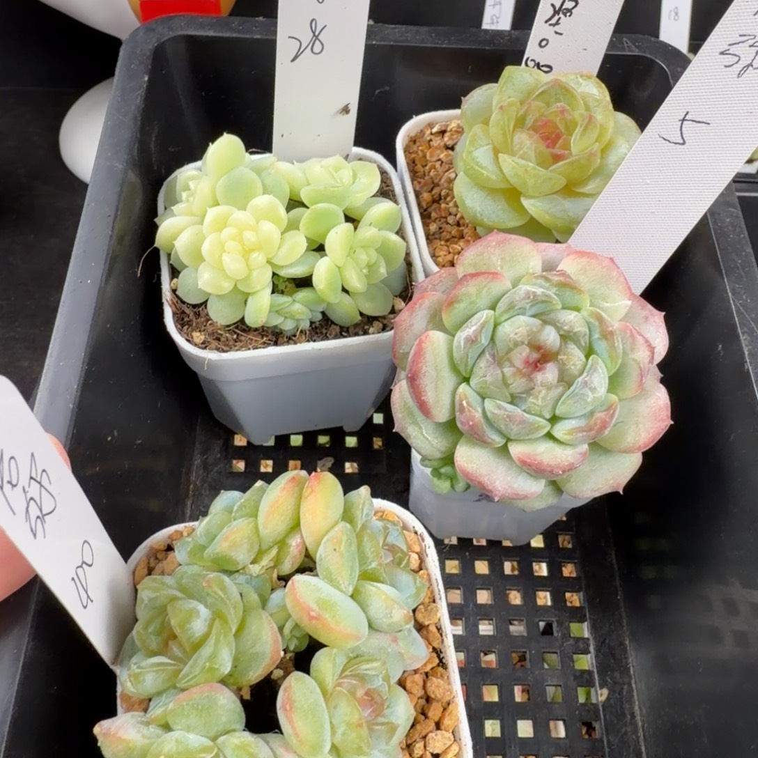 尼***色尼迷四颗一组包邮