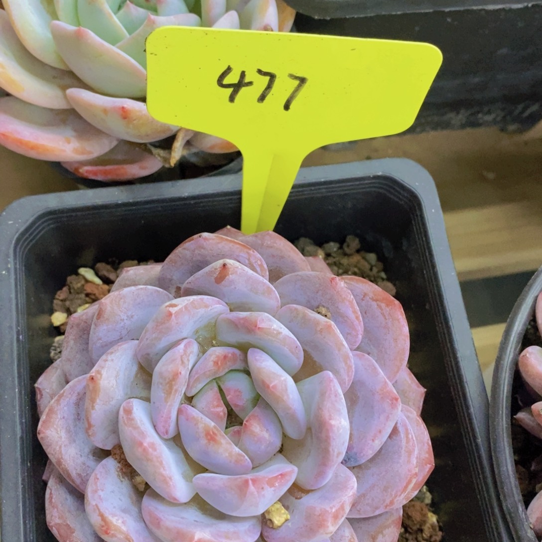 开心多肉，一单包邮