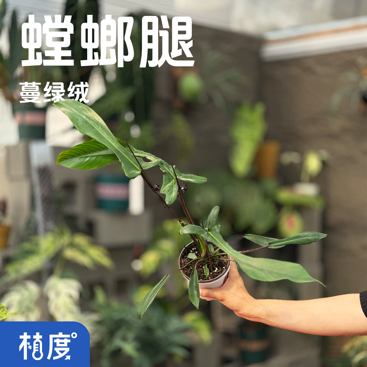 【植度|螳螂腿蔓绿绒】细长叶片姿态灵动独特观感绿植室内