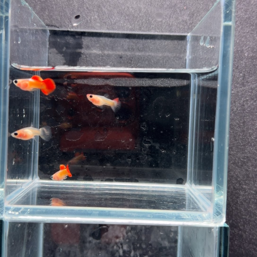 孔雀鱼皇家落日玻璃猫2对