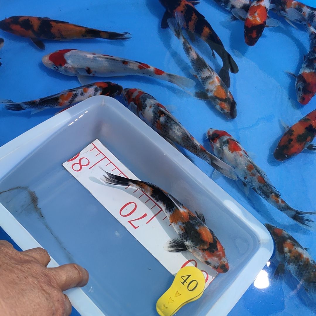 海水鱼红白大正昭和菲血白写