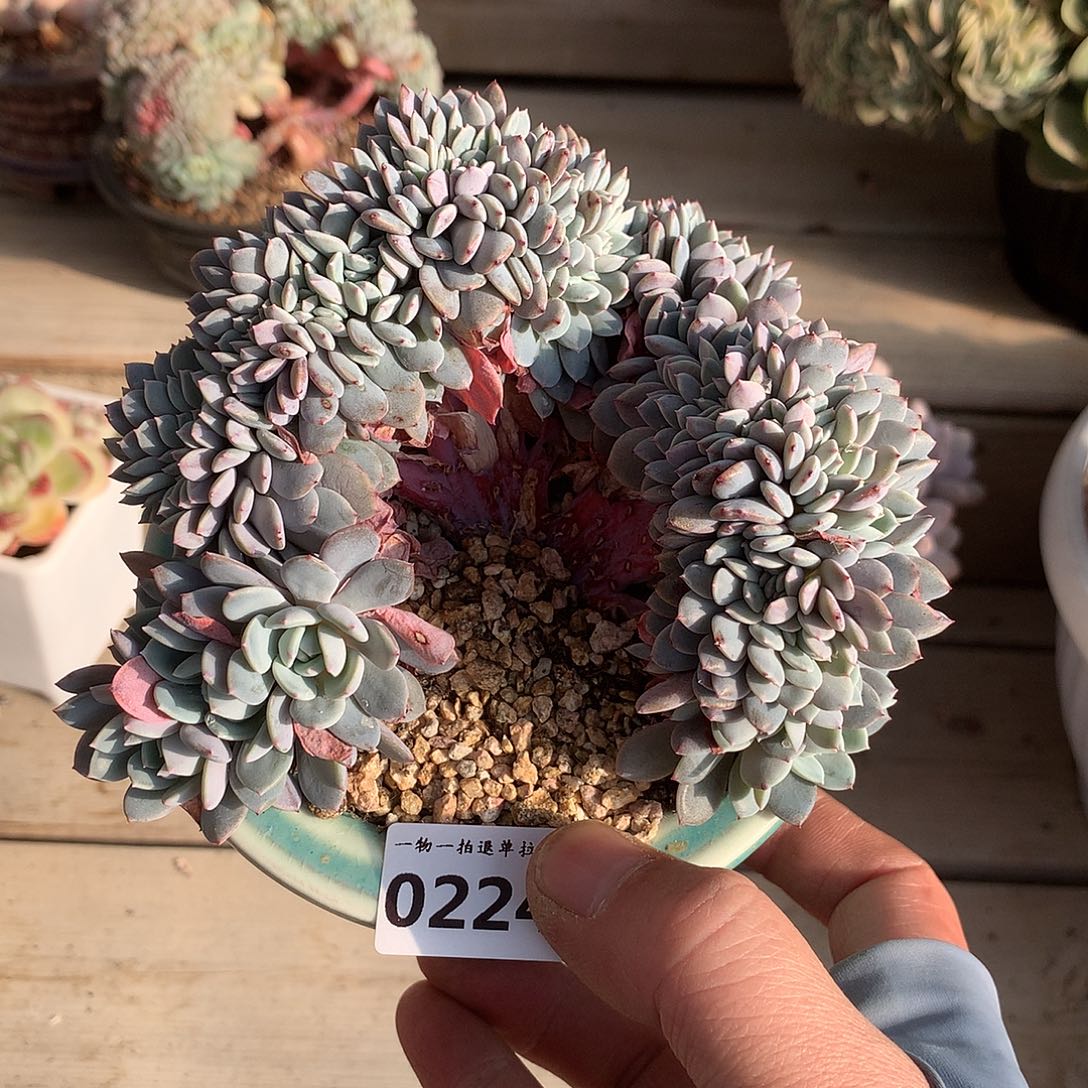 224韩版海棠花缀化一颗13厘米