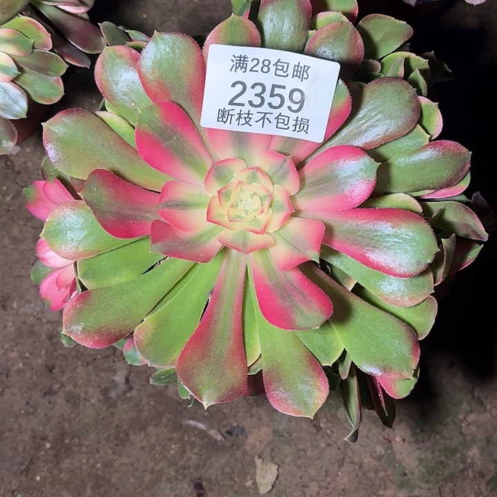 叶***姐2359香妃多肉植物