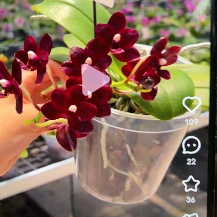 当前无花栽培后可以开花黑莓