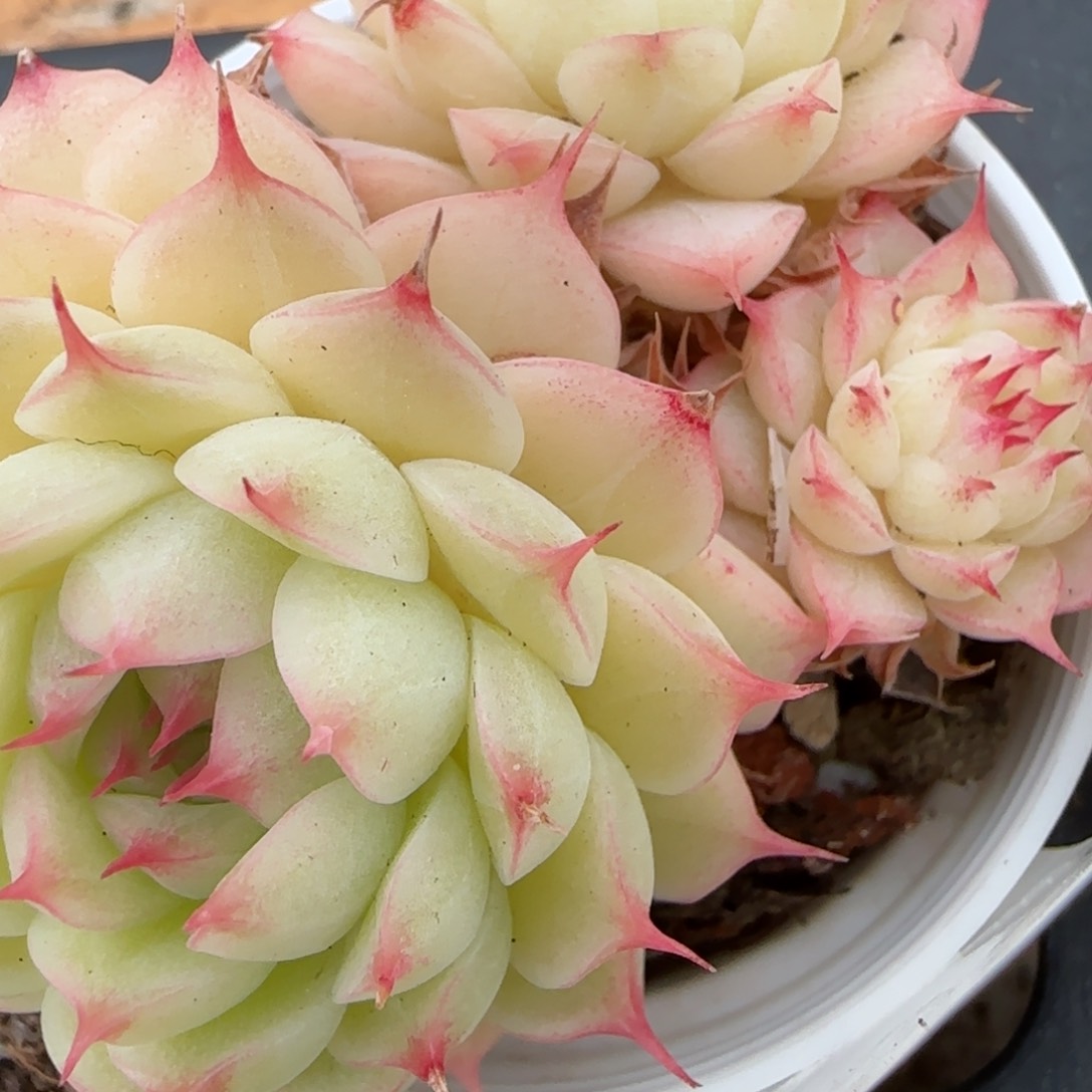 花语逸镜0207-200