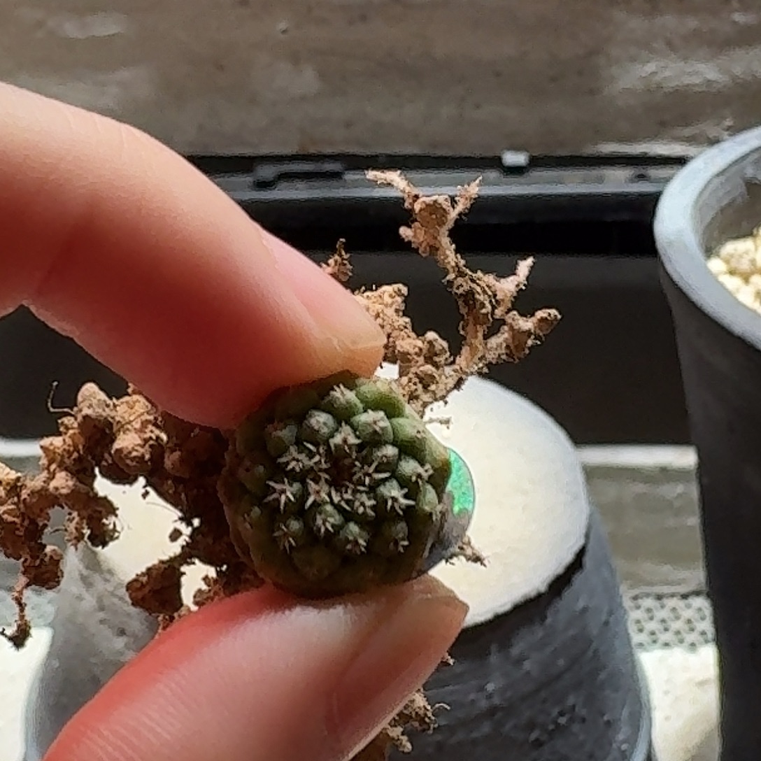 308实生欧货赤花菊水