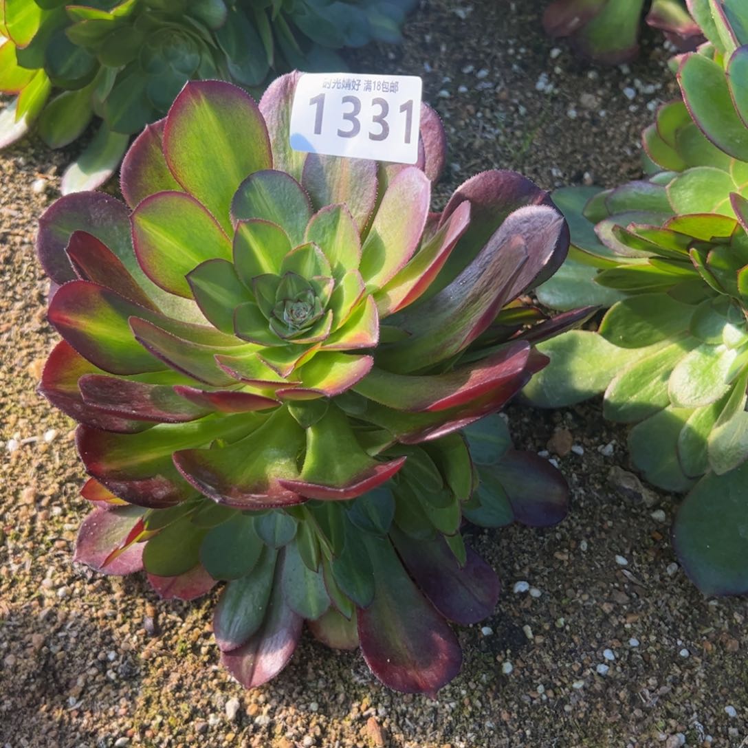 1331荔枝中斑多肉植物