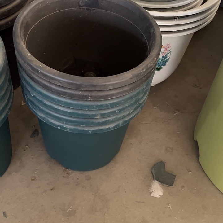 瑕疵四季盆4号发6个灰黑色2个军绿色4