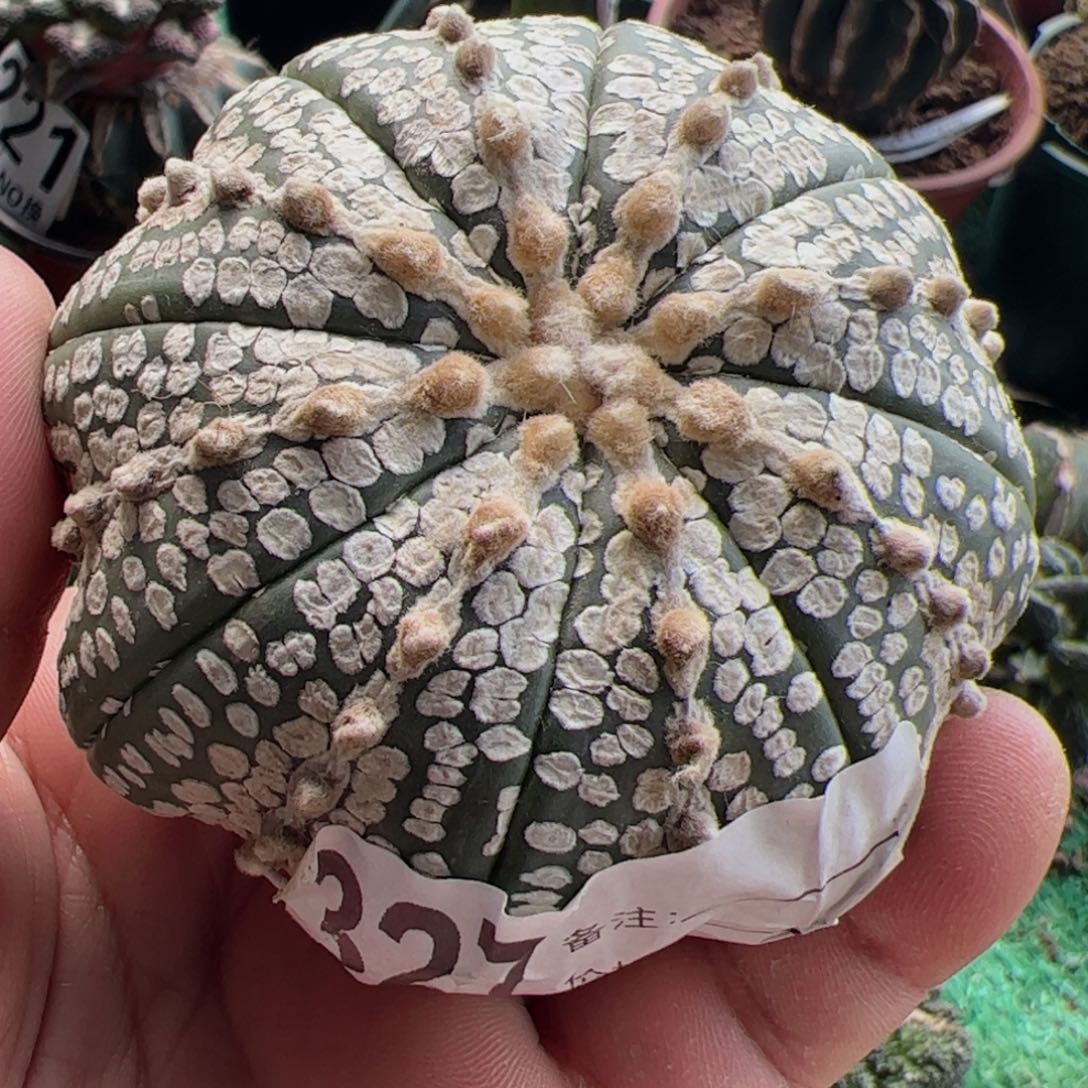 无根奇迹都仙人27