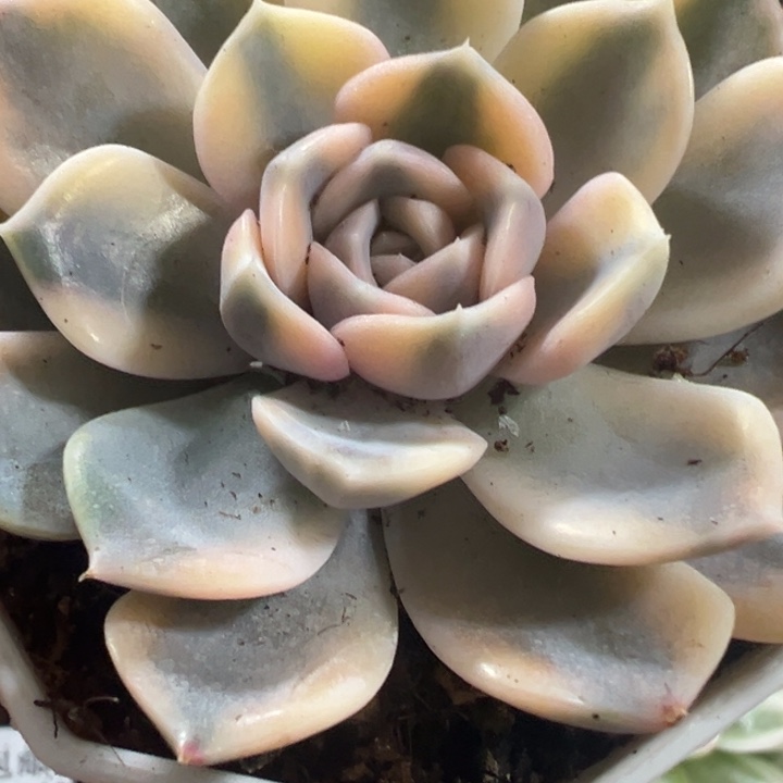 汉堡锦多肉植物213