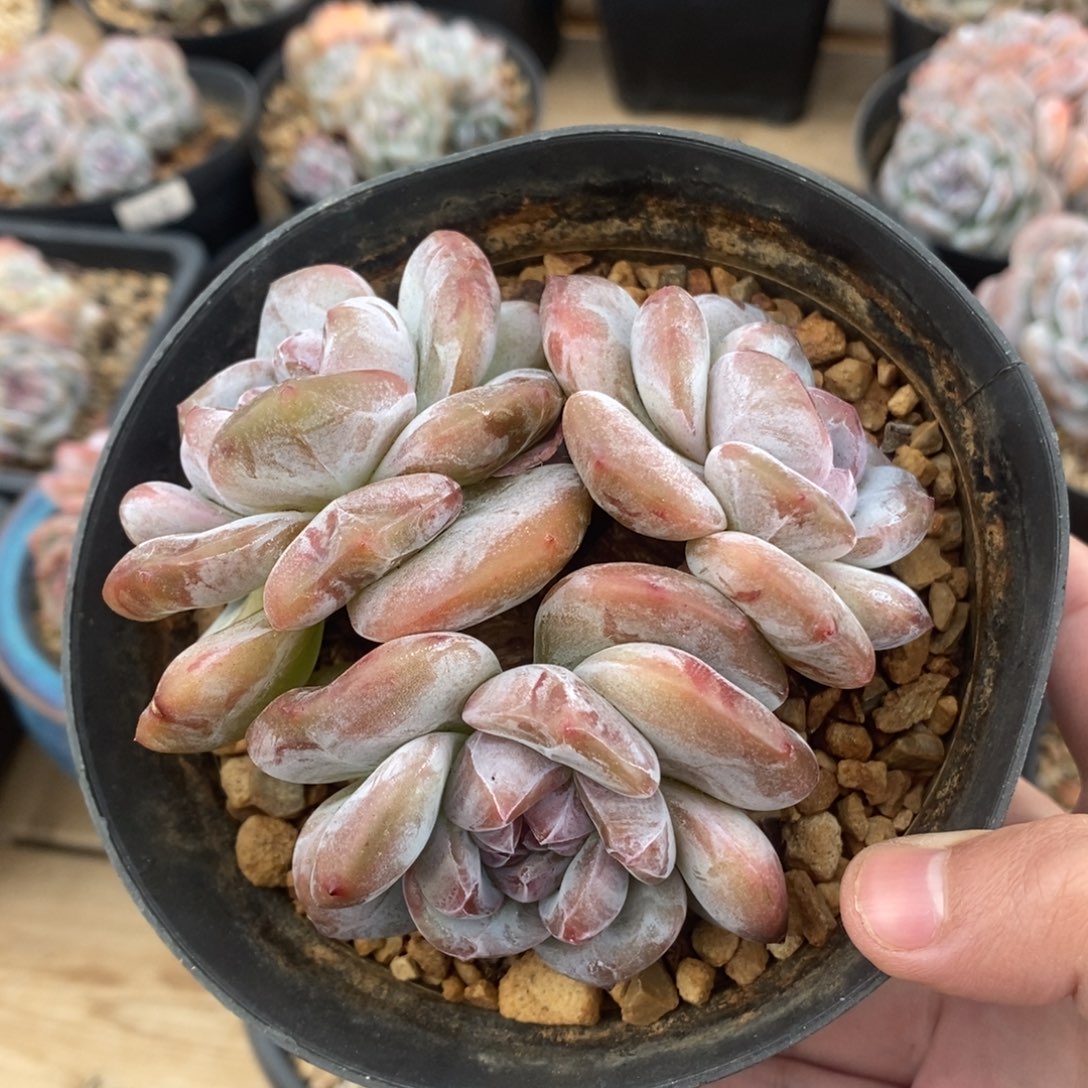 三头绿底紫心小肥肥大包子