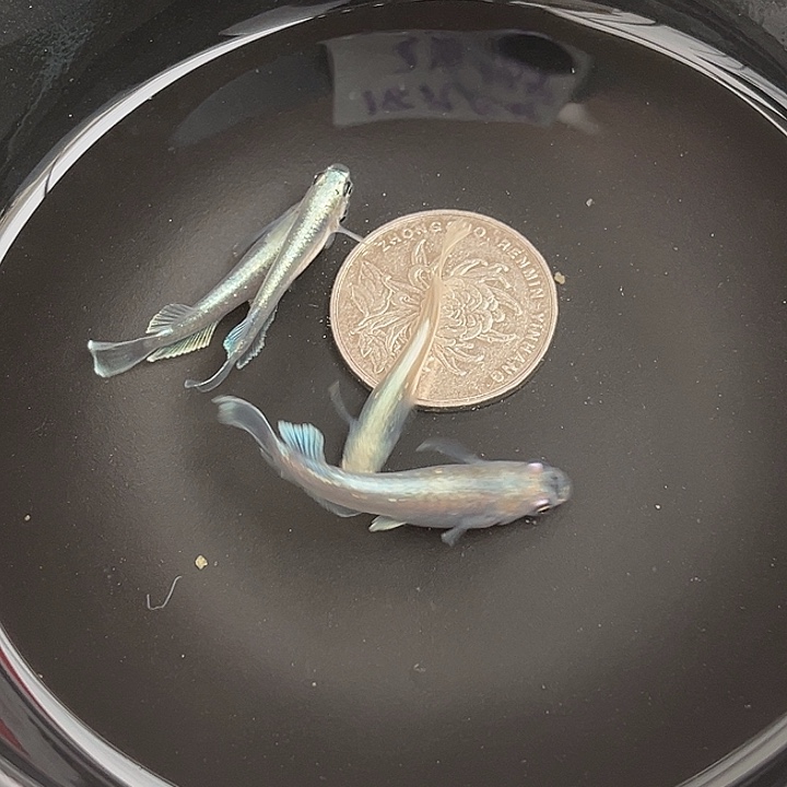 青鳉鱼玛丽亚宽鳍4条16号