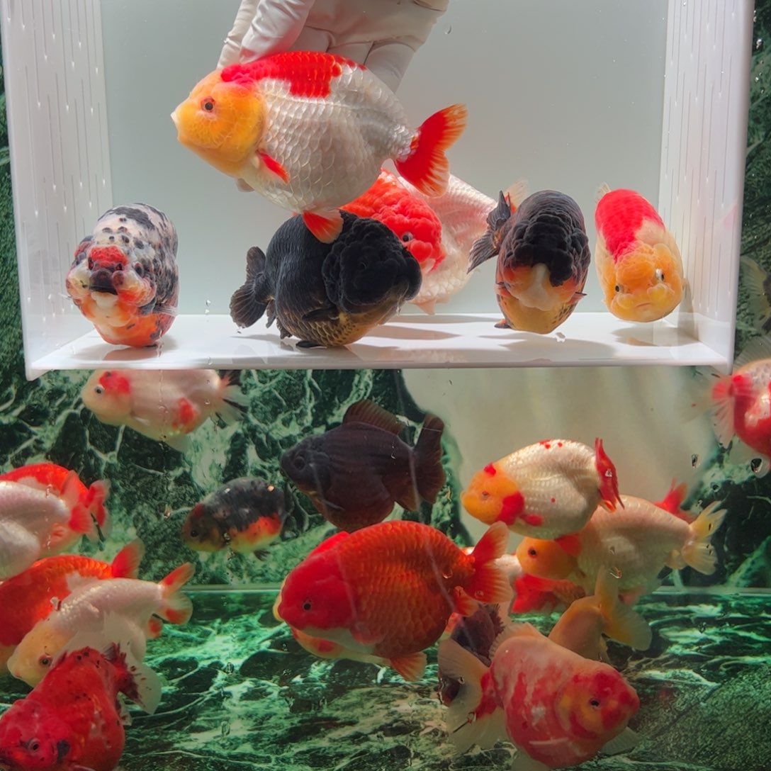 金鱼玉面半背无臀鳍