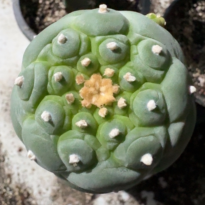 皱优苗接仙人球仙人球