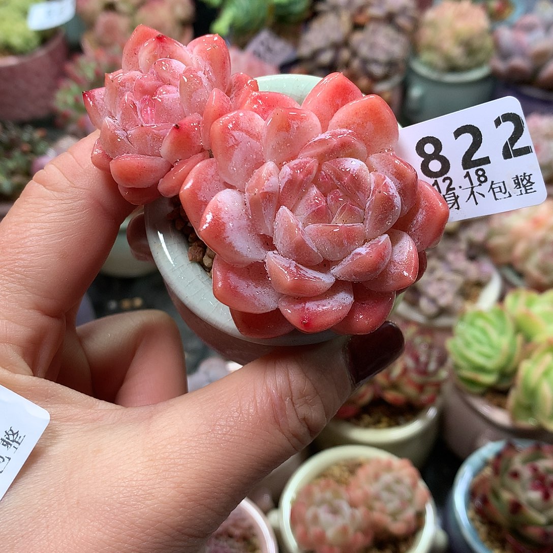 精控拇指盆12.18822